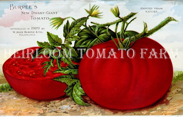 Heirloom Tomato Farm