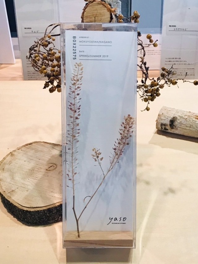 yasobox 植物見本 「ナズナ」