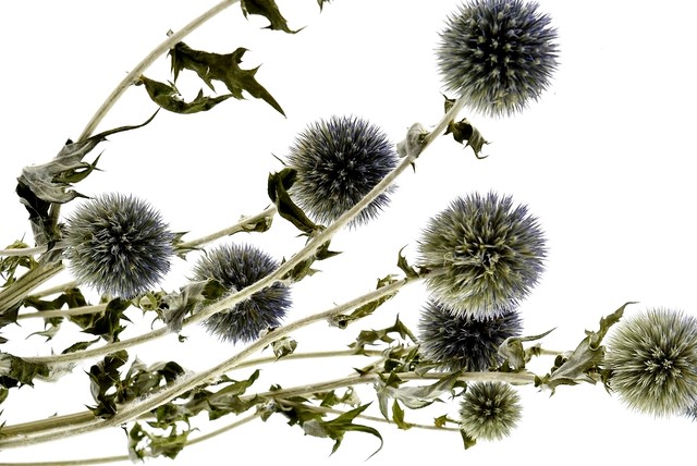 ルリ玉アザミ ナチュラル 大地農園 プリザーブドフラワー ハーバリウム アトリエ明日音 アトリエ明日音 名古屋花材問屋 プリザーブドフラワー ドライフラワー ハーバリウム花材 資材