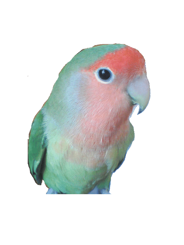 コザクラインコ 羽根パーツ T中 粘土の羽根飾り On Line Shop