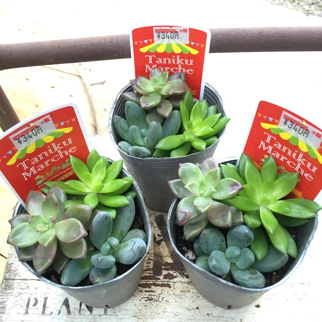 多肉3種寄せ植え Rupo 多肉植物専門店