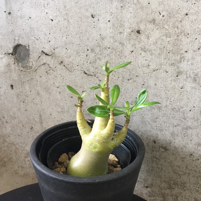 アデニウム アラビカム 3号 Resfeber