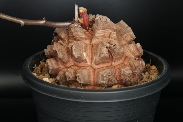 ディオスコレア 亀甲竜 Dioscorea コーデックス Bios Plants