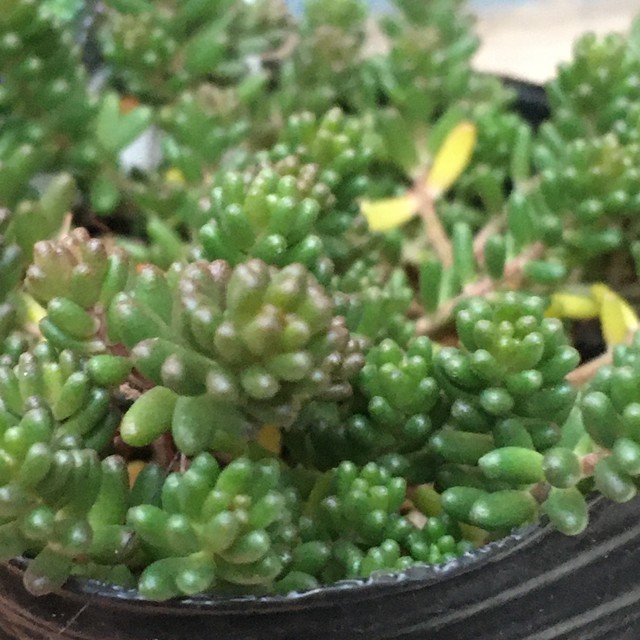 ブラックベリー Rupo 多肉植物専門店