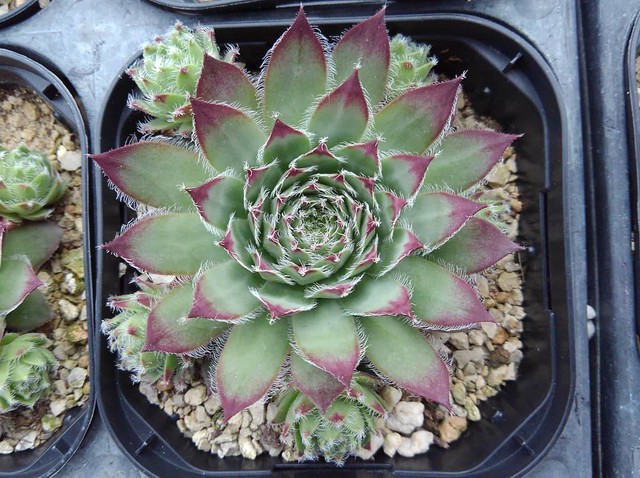 センペルビウム スターシャイン Greendays