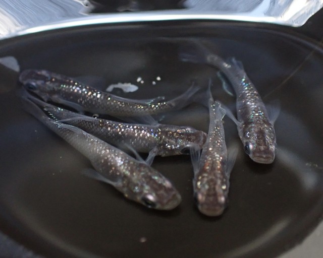 スーパー魔王 改 ヒカリ体型ラメ オス2メス3 三笠めだか