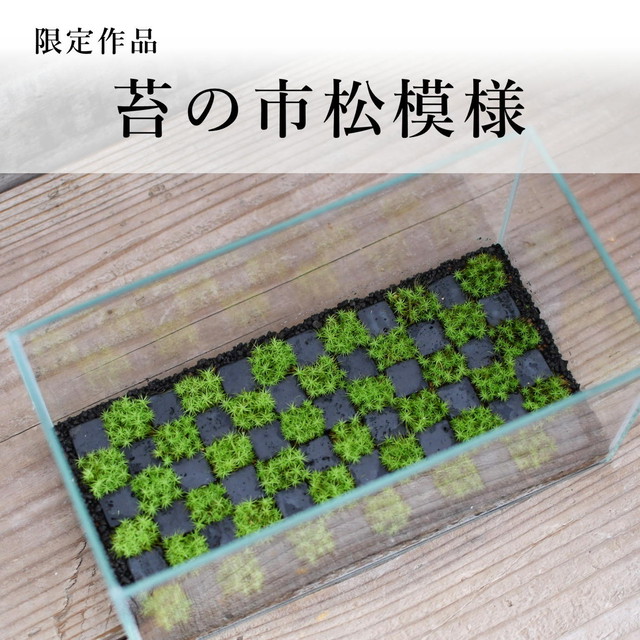 苔テラリウム専門ショップ道草