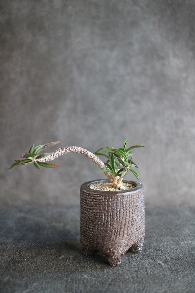 ユーフォルビア デカリー Jujumaru Webshop