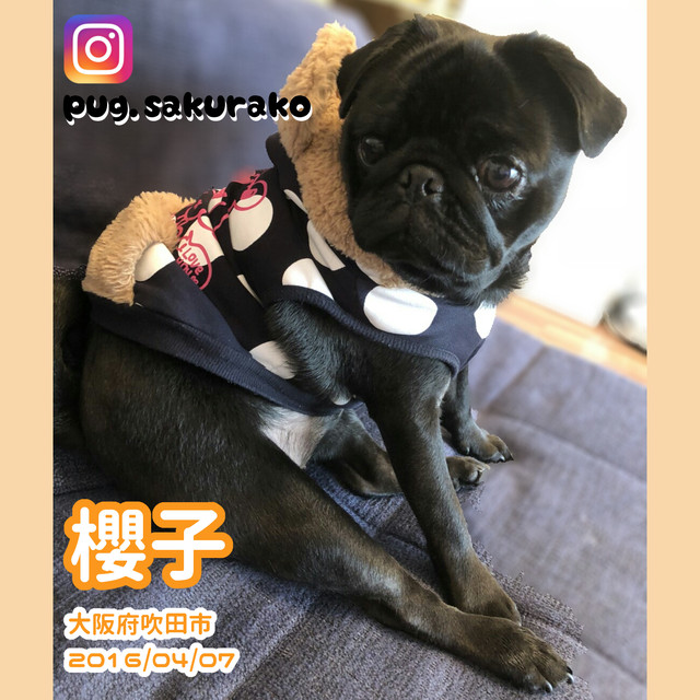 Poco 写真集 パグ座りするおパグたち 2017 Pug Poco オリジナルグッズ 通販