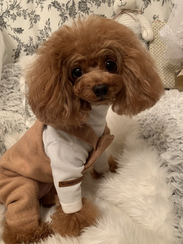 ポケット付きニットサロペット 犬服 犬 ドッグウェア ペット 小型犬 パンツ サロペット ニット ニットサロペット 新作 秋冬 人気 かわいい Petitkano