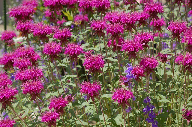 サンゴバナの花の写真 写真屋 ４ イメージ