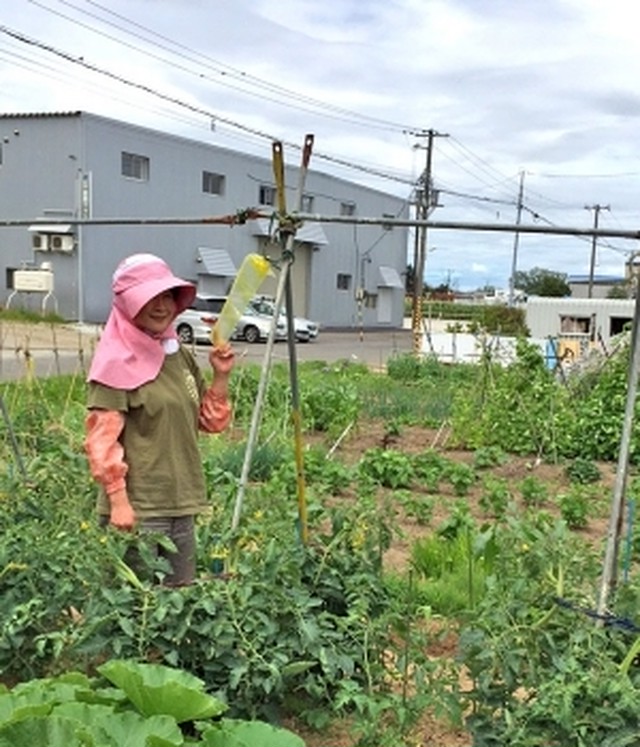 3m黄色テープ 家庭菜園など狭い場所のカラス対策 カラスの勝手にはさせない製品とその他