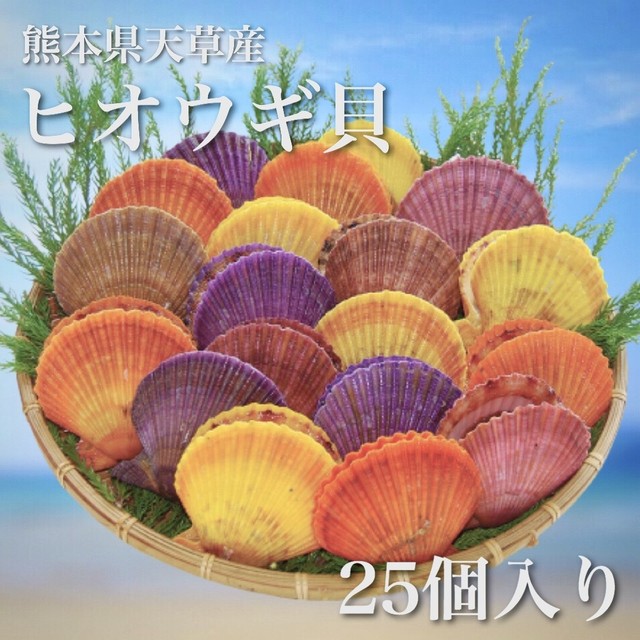 熊本県天草産 ヒオウギ貝 通常よりサイズ大きめ 25個入り 送料無料 北海道 沖縄を除く 海付水産 ヒオウギ貝 の養殖 直営産地直送通販ショップ 熊本県天草