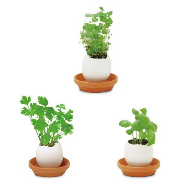 キッチンで 家庭菜園 観葉植物 エッグリング エコフレンドリー 日本製 バジル Rkmshop