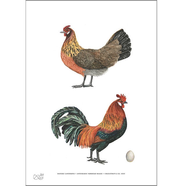 Koustrup Co アートポスター サイズ Old Danish Chickens デンマークの雄と雌のにわとり 北欧ブランド 北欧 鳥 ヨーロッパ 図鑑 ポスター 北欧雑貨 ウォールデコ インテリア ナチュラル アート ギフト インポート 海外 輸入 デンマーク Koustrup Co Japan