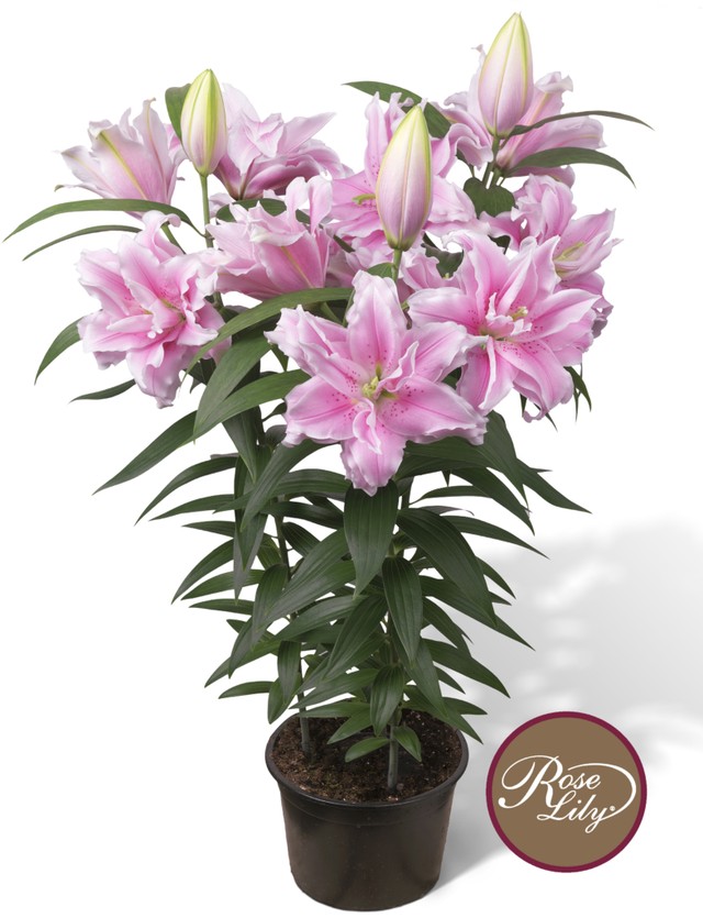 オリエンタルユリ 春植え八重ゆり球根幸せセット 7球 7品種 送料無料 にたばるゆりの花ネットショップ