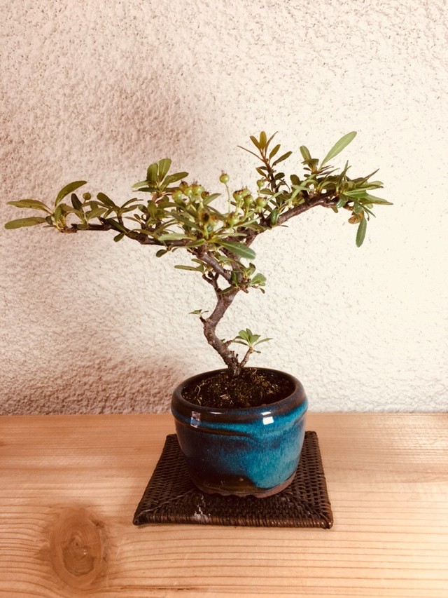 八房ピラカンサ盆栽 Sold Out 盆栽工房 小枝と器