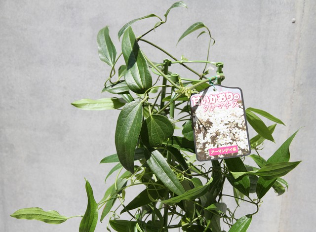 クレマチス アーマンディー 苗 4 5号 クレマチスの丘 フラワーショップ