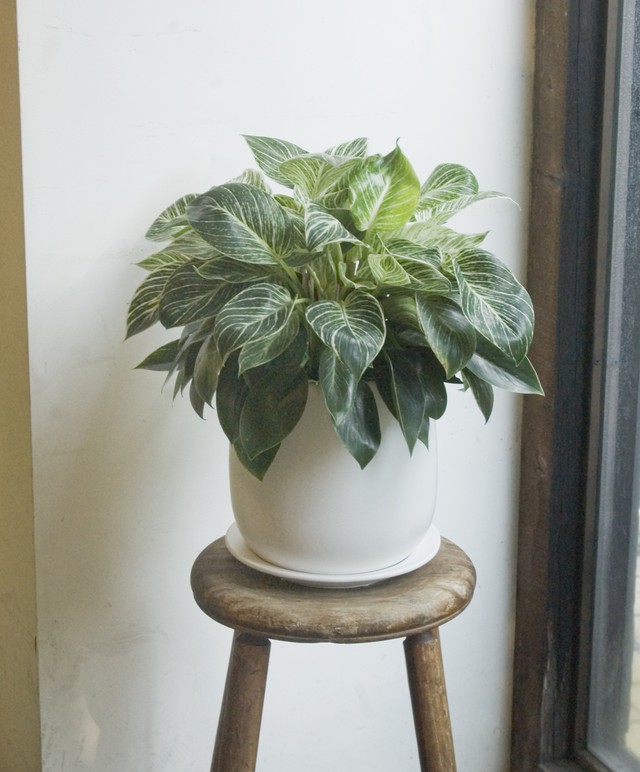 フィロデンドロン バーキン Neo Green