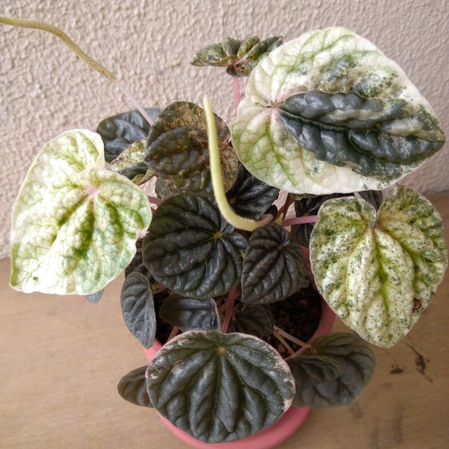 ペペロミア ピンクレディ 009 観葉植物 Erva