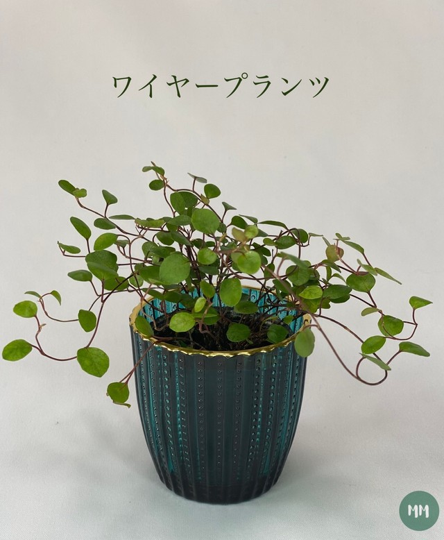 送料無料 ワイヤープランツ 観葉植物 Mossmoss 苔玉 おしゃれな観葉植物の通販