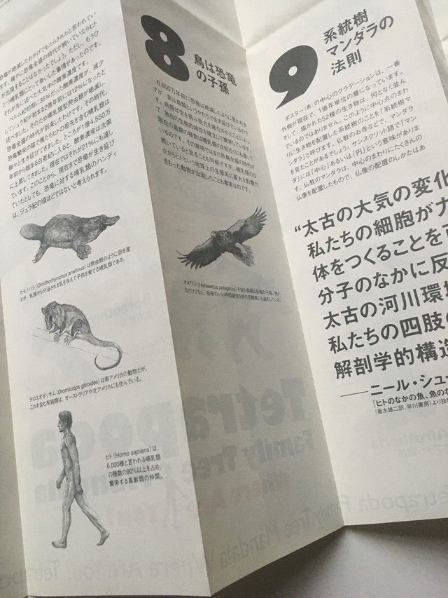 魚からヒトへの進化ポスター 折り畳み 疲れた時に眺めたい 系統樹マンダラ 四足動物編 両面特大ポスター A1判 折り畳みタイプ キウイラボ