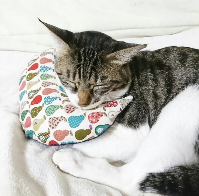 愛猫へのクリスマスプレゼント作り 首輪 キャットピロー Necorepublic Osaka