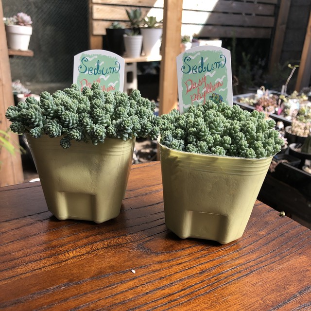 マジョール とげとげハウス セダム 多肉植物 Melty Works 多肉植物 と Dulton プランター のお店