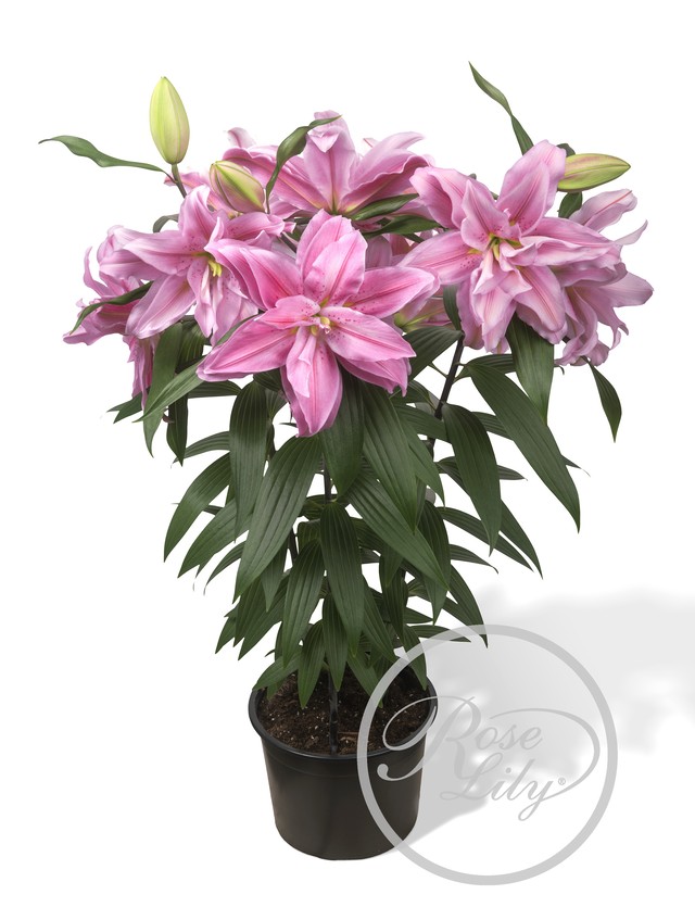 21球 オリエンタルユリ 春植え八重ゆり球根幸せセット 21球 7品種 3 送料無料 にたばるゆりの花ネットショップ