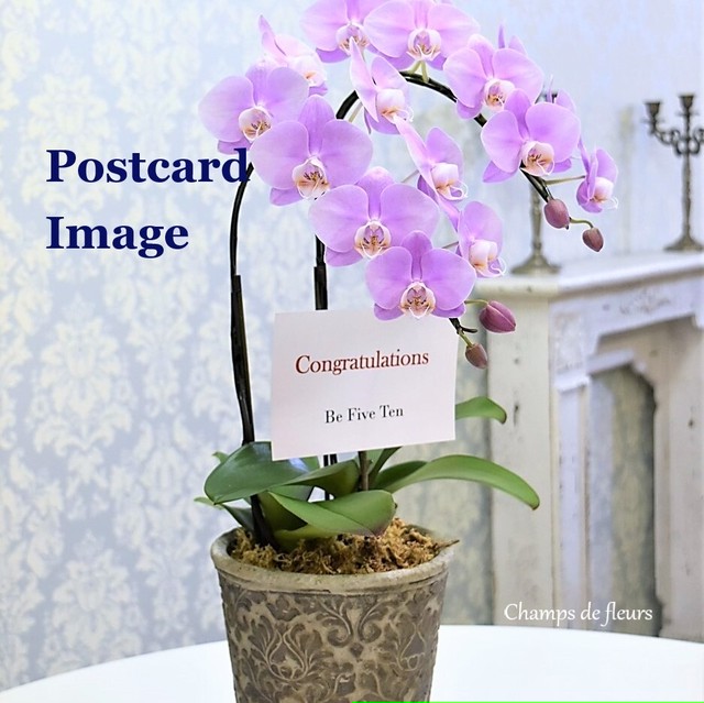 大阪市内配送限定 胡蝶蘭鉢 陶器鉢付き 1本に12輪以上の花付きがあるハイグレード胡蝶蘭3本立ち Champs De Fleurs