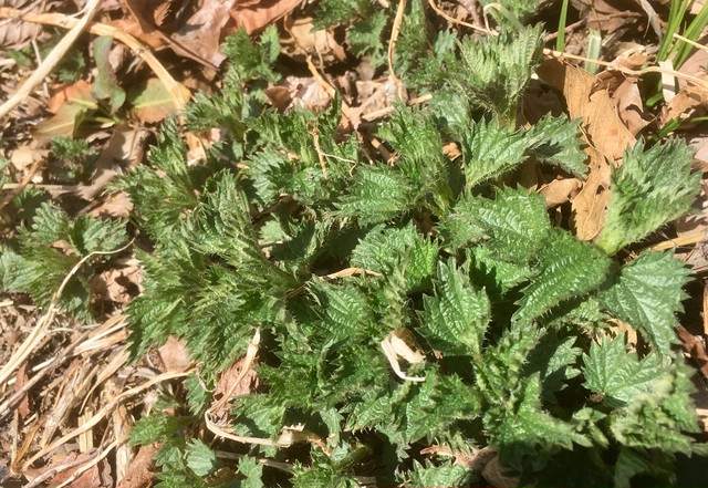 自然栽培 自家農園産 ネトル ドライハーブティー 量り売り10ｇ 那須高原herb ｓ