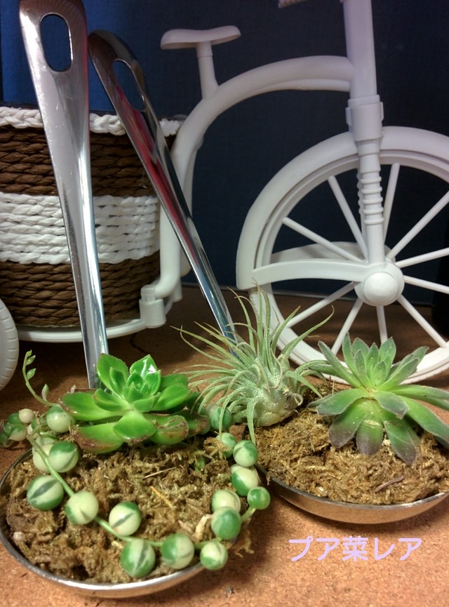 ラブリー多肉おたまさん プア菜レア