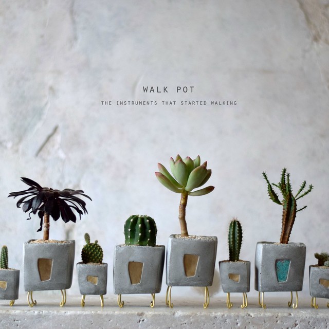 Walk Pot Gray ハオルチア トゥルンカータ Echidna