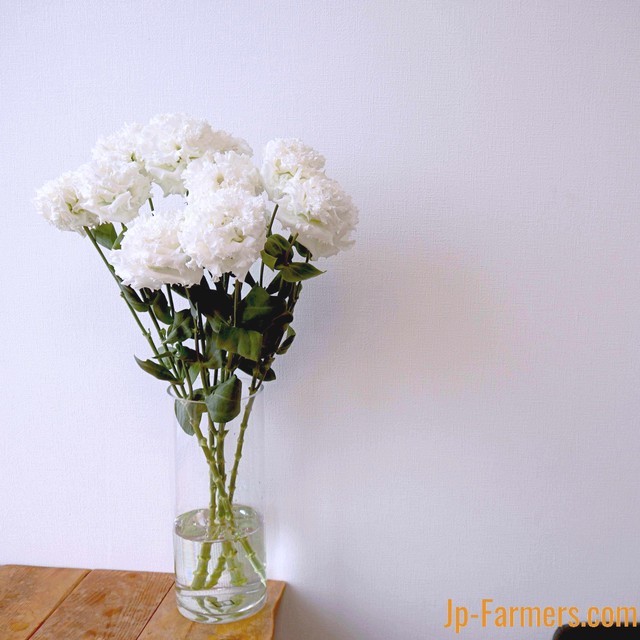 トルコキキョウ Jp Farmers Com