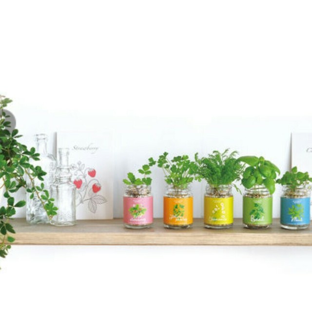 観葉植物 キッチンボトル 日本製 雑貨ショップ Chouchou
