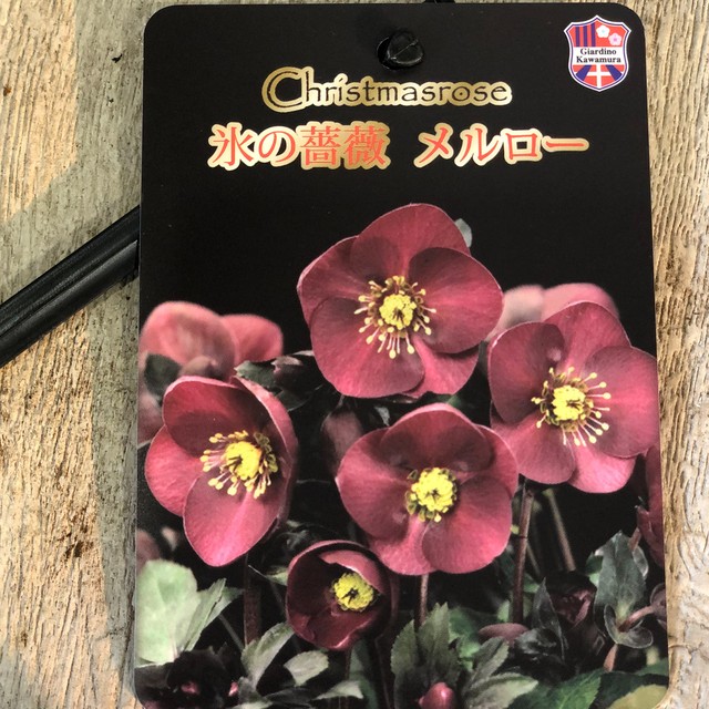 花苗 クリスマスローズ 氷の薔薇 メルロー 橋本種苗園