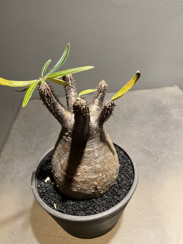 Pachypodium Gracilius パキポディウム グラキリス 現地球 発根済 Hanacho Exotics Plants