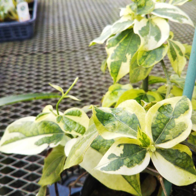 斑入りベンガルヤハズカズラ10 5cmポット苗 Hanazukin 花ずきん 農家直送の花苗 シンビジュームの花束