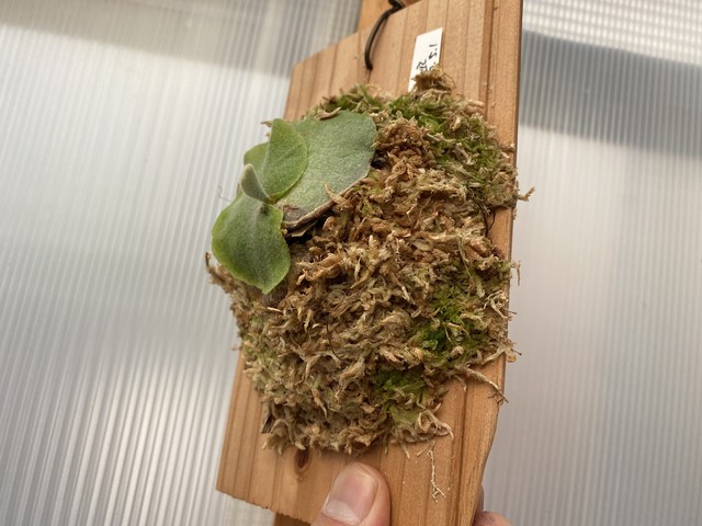 ビカクシダ P Willinckii の子株 Indoor Hobbiesのお店版