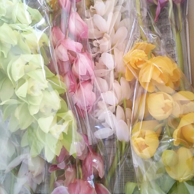 シンビジュームの切り花 Mix１箱 Hanazukin 花ずきん 農家直送の花苗 シンビジュームの花束