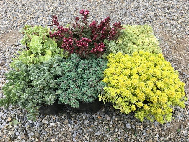 グラウンドカバー セダム6品種ミックスセット H L Plantation やつデポ 八ヶ岳ボタニカルラボ