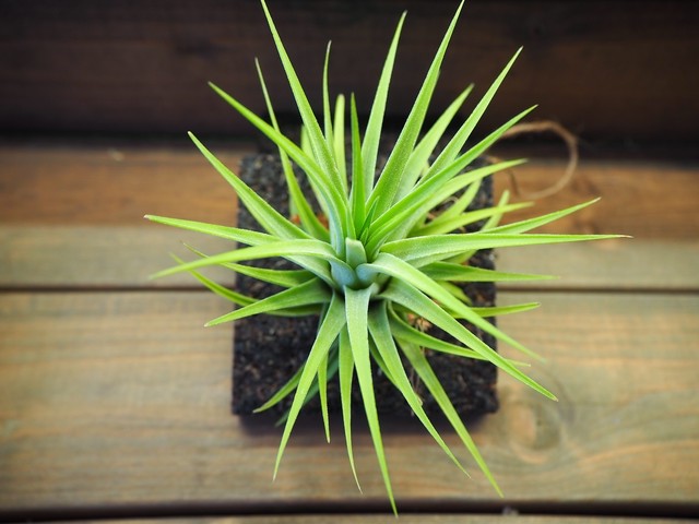 チランジア着生用プレート 木製 1枚 常葉植物園