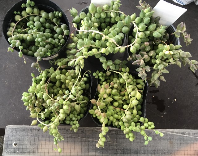 愛媛県m様専用 Rupo 多肉植物専門店