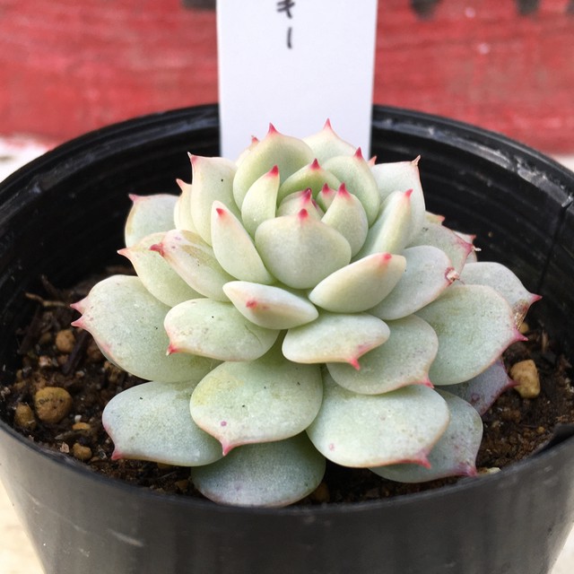 デレンベルギー Rupo 多肉植物専門店