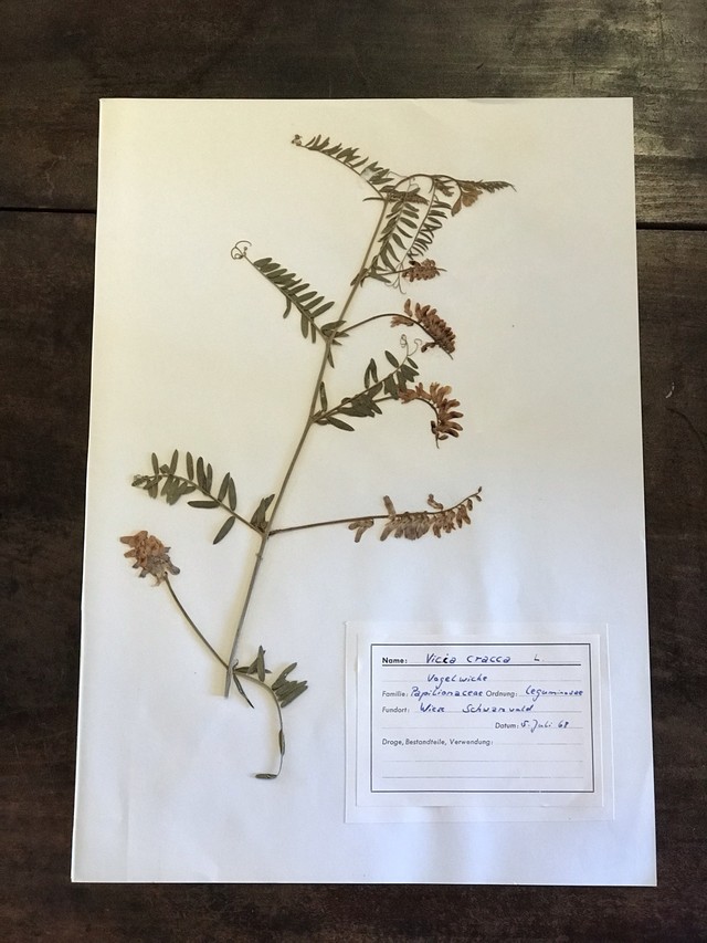 送料無料 アンティーク ドイツ 植物標本 1960年代 Tobira 雑貨 アンティーク 本