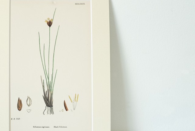 イギリス 植物のイラスト1 Matka Gift