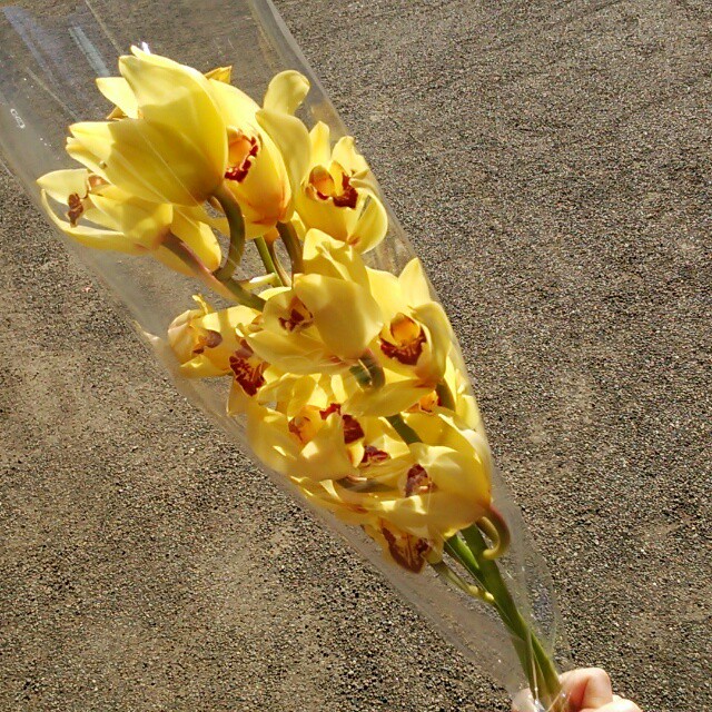 訳あり シンビの切り花 ２本組 Hanazukin 花ずきん 農家直送の花苗 シンビジュームの花束