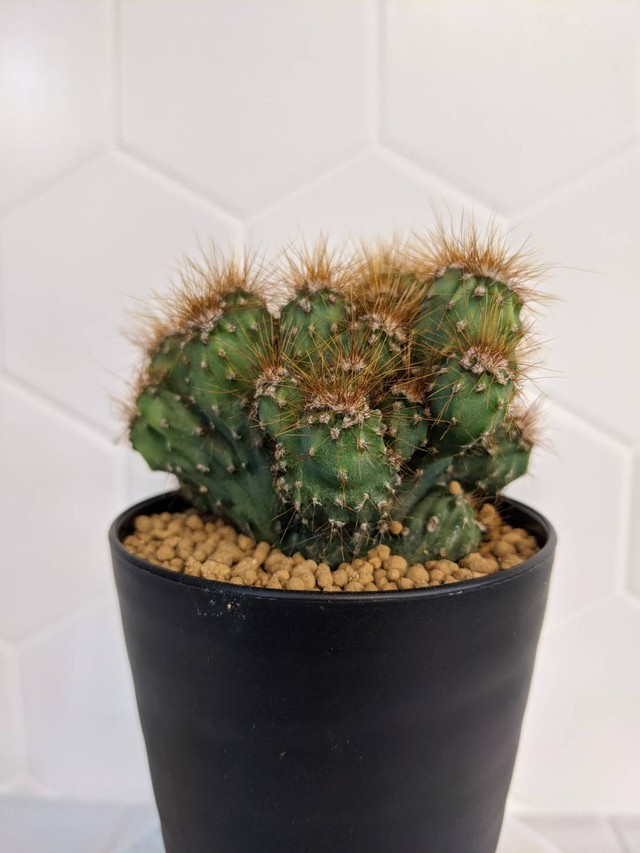 金獅子 3号 Brico