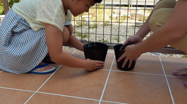 サトウキビの栽培 黒糖作りまで サトウキビの魅力丸かじり 体験キット Farmmiyako