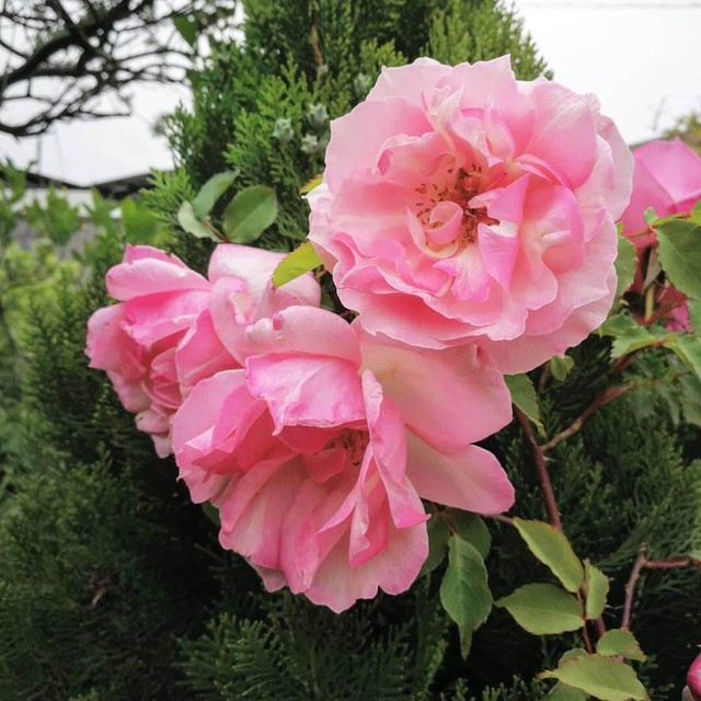 アメリア Amelia 天空のバラ園 無農薬バラ苗 花苗 クレマチス ハーブ産直販売